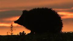 Hedgehog among four chosen animals to feature on your new banknotes — BBC Business, Los Angeles Business news